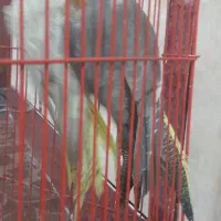 بدلیل نیاز مالی|پرنده|رامشیر, |دیوار