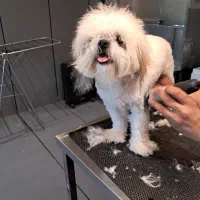 سگ شیتزو ماده