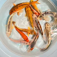 فروش ویژه ماهی کوی دسترسی آسان مرکز تهران|ماهی|تهران, بریانک|دیوار