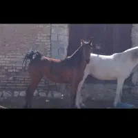 اسب ترکی مادیون و کره مادیون