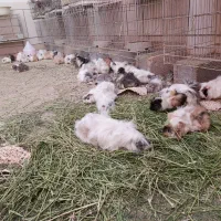 انواع خوکچه هندی بزرگ و کوچک|موش و خرگوش|اصفهان, بوستان ناژوان|دیوار