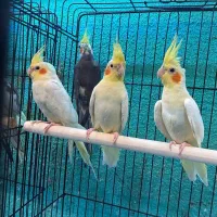 عروس هلندی در انواع رنگ فقط فقط ۶۵۰ت|پرنده|قائمشهر, |دیوار