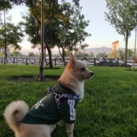 اشپیتز پامر