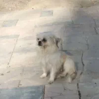 سگ پاپی|سگ|خمینی‌شهر, |دیوار