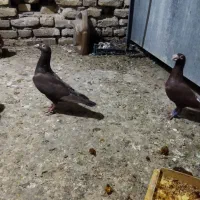 کبوتر نروماده بفروش میرسد130000