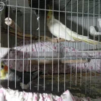 دو تا جوجه طوطی عروس هلندی|پرنده|فریدون‌کنار, |دیوار