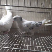 کفتر|پرنده|اراک, |دیوار