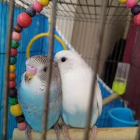 فروش مرغ عشق مولد|پرنده|اصفهان, باغ دریاچه|دیوار