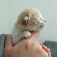 گربه