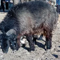 قوچ بختیاری|حیوانات مزرعه|صمصامی, |دیوار