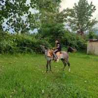 اسب نریان|اسب و تجهیزات اسبسواری|رضوانشهر, |دیوار