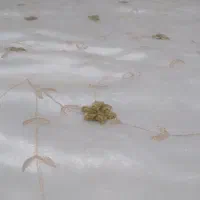 روتختی|سرویس روتختی|قم, دروازه ری|دیوار