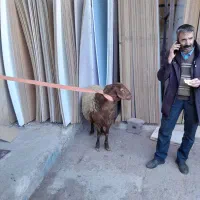 باسلام،گوسفندزنده جهت قربانی ومراسمات،همراه باقصاب