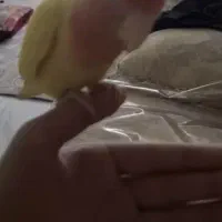 طوطی برزیلی ماده دستی و سالم