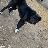 سگ گله|سگ|سده (خراسان جنوبی), |دیوار