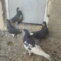 کفتر شهری|پرنده|شیراز, شهرک امیر کبیر|دیوار