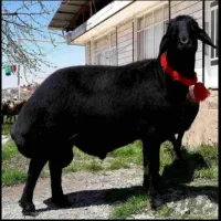 گوسفند زنده زیر نظر بهداشت و دامپزشکی کشور