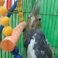 عروس هلندی دوتا بخر ۳ تا ببر