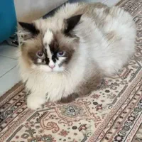 گربه بریمن|گربه|زنجان, |دیوار