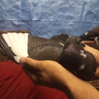 جوجه جان اردن|پرنده|دلند, |دیوار