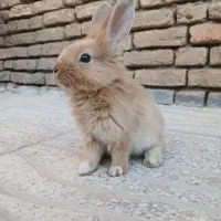 خرگوش لوپ دورگه