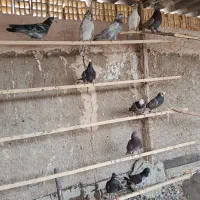 کفتر شکار پرشی