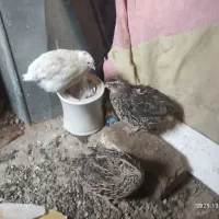 سه تا بلدرچین