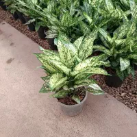 گل و گیاه|گل و گیاه طبیعی|قم, نیروگاه|دیوار