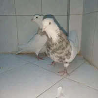 کبوتر  طوقی آجری