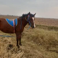 شوشتر شعیبیه