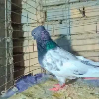 تعدادی کبوتر از هر نظر آلی|پرنده|دلند, |دیوار