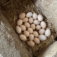 تخم مرغ رسمی واقعی