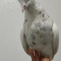 6 تا طوقی  نر خوب  دونه 375|پرنده|شاهین‌شهر, فیض|دیوار