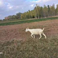 بز سانین|حیوانات مزرعه|ایجرود, |دیوار