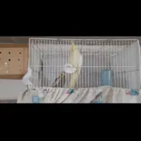 فروش جفت عروس هلندی|پرنده|شادگان, |دیوار