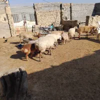 ۵ تا میش زاییده|حیوانات مزرعه|شیروان (خراسان), |دیوار