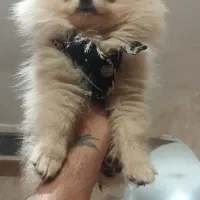 توله پامرانین .خرسی قیمت۸ تا ۱۳ بدونه واسطه خریدکن