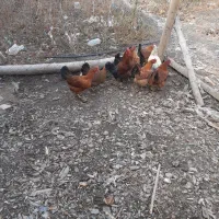 مرغ وخروس|حیوانات مزرعه|طرقبه, |دیوار