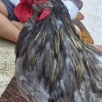 مرغ و خروس زینتی ومحلی