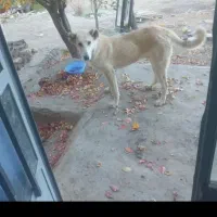 پژدر عراقی نر