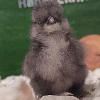 جفت مرغ و خروس زینتی و جوجه ابریشمی و تخم نطفه دار|حیوانات مزرعه|اصفهان, بهارانچی|دیوار