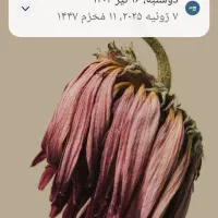 گمشده کیف مدارک