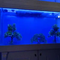 اکواریوم بزرگ شیشه ۸ میل و اسکار و کوچیک شرکتی