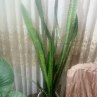 گل وگیاه خونگی