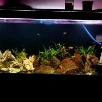 آکواریوم پلنت شیشه خم