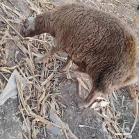 بره کوچیک و بزرگ