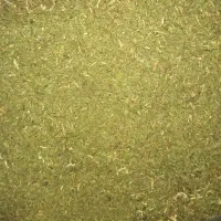 چوچاق خشک شده