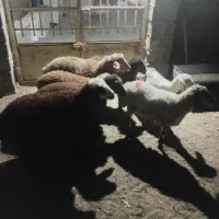 بره ماده|حیوانات مزرعه|شیروان (خراسان), |دیوار