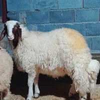 کاور ورن سنجابی|حیوانات مزرعه|سرپل ذهاب, |دیوار