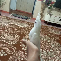 عروس هلندی البینو نر